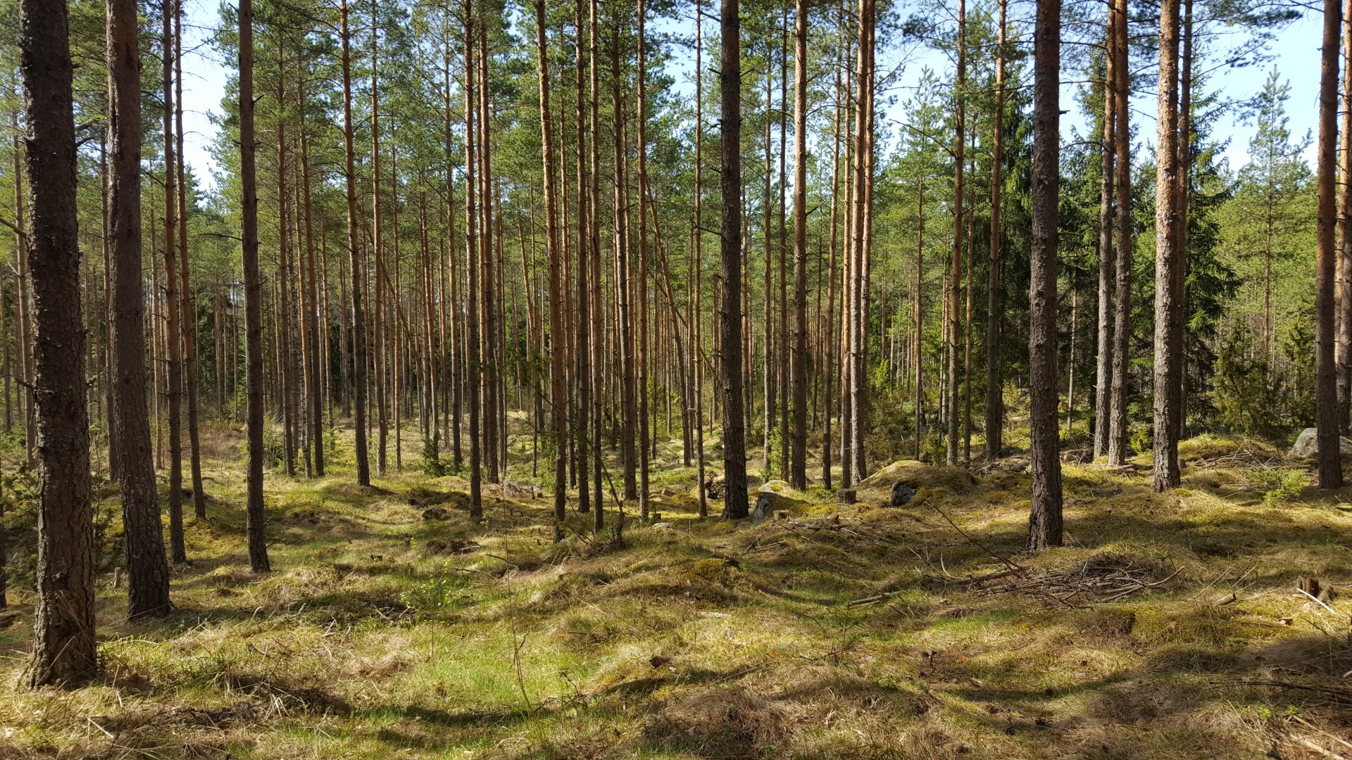 леса финляндии фото